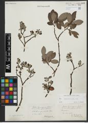 Foto von Salix appendiculata Vill.